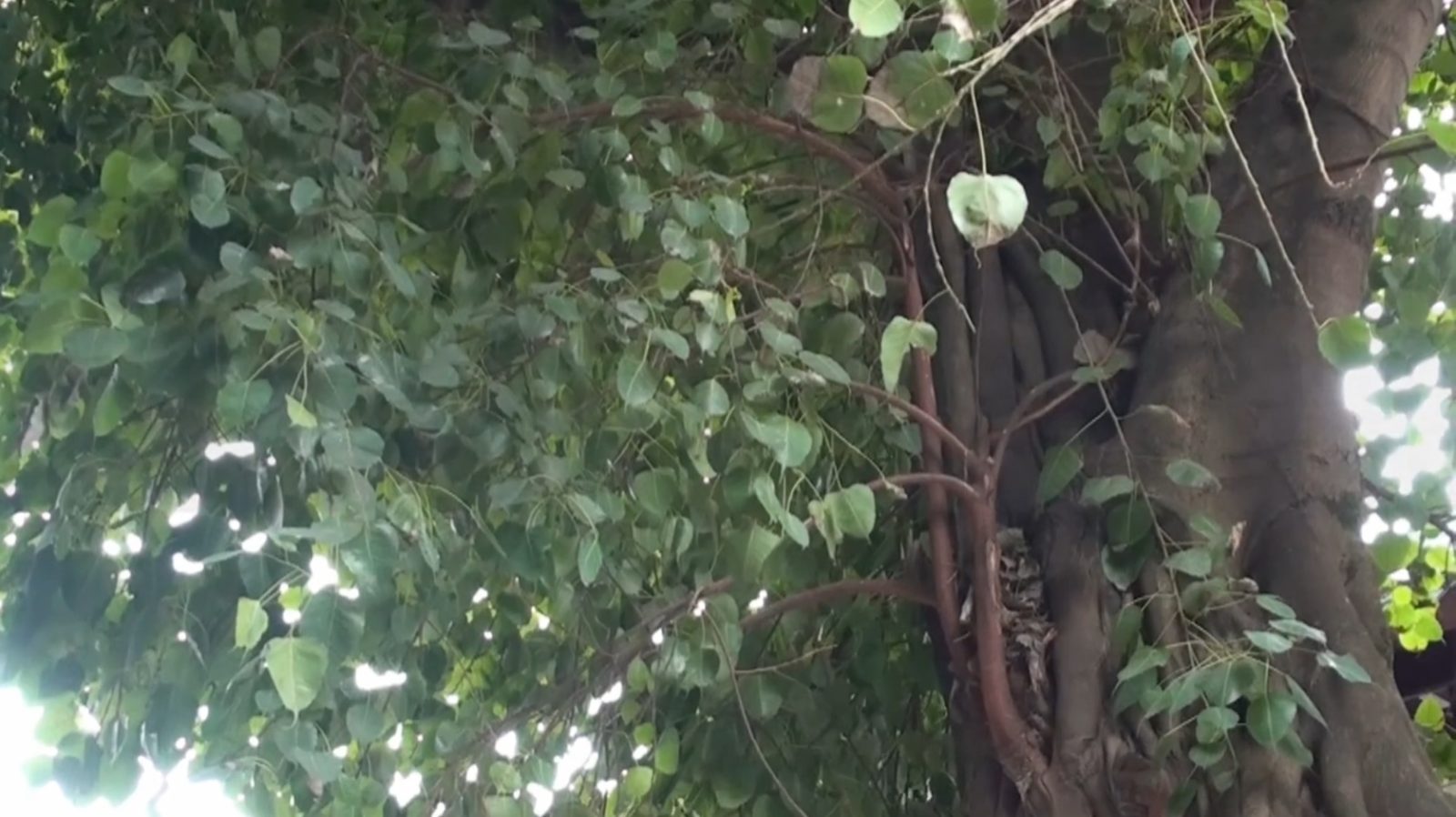 2014/2/22 廣東南華寺 開示之一