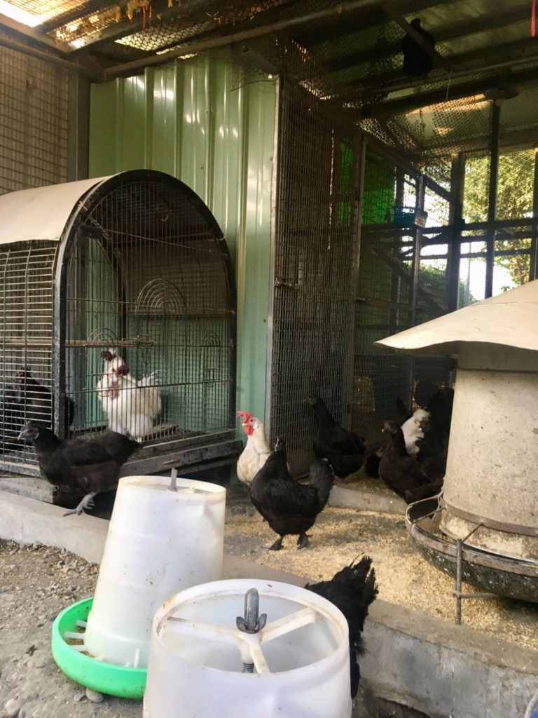 一覺元念佛班與上師有約-美濃蘿蔔趣 菜香並法香-活動花絮