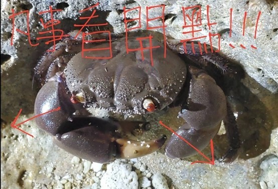 2020年9月12~13日小琉球自然行花絮