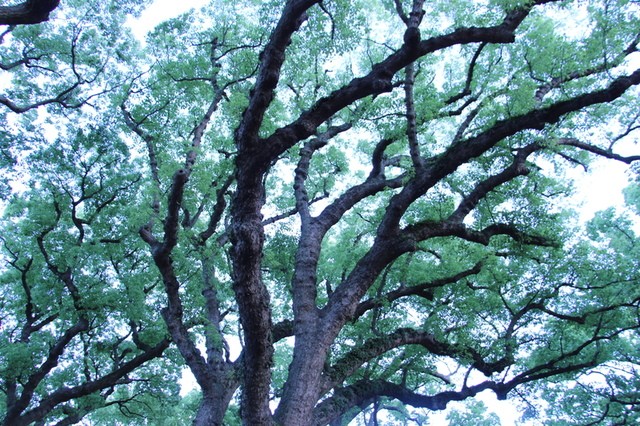 大慈大悲、善巧自在