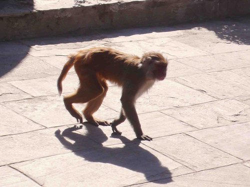 [印度行]奇霖見聞錄（一）