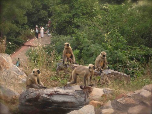 [印度行]Monica見聞錄（八）