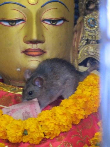 [印度行]佳容見聞錄（一）