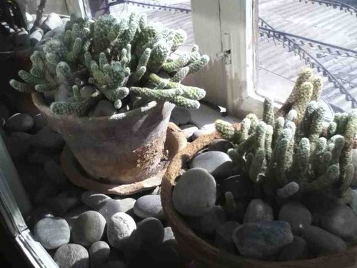 [印度行]佳容見聞錄（一）