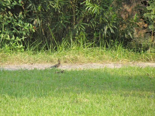 [印度行]佳容見聞錄（三）