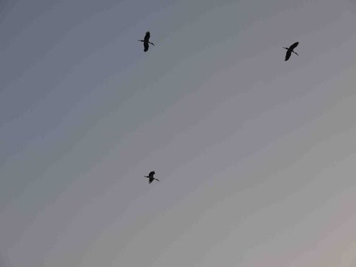 [印度行]佳容見聞錄（三）