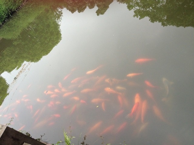 2015年普陀山行─余瑤之感悟