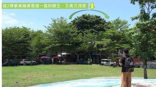 感應與掌葉蘋婆樹側記