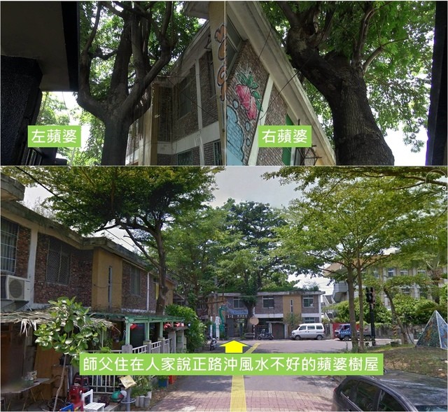 感應與掌葉蘋婆樹側記