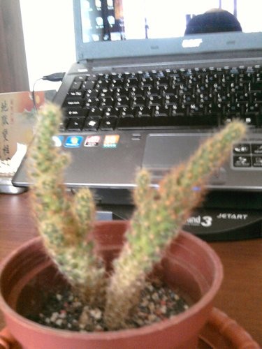 不可思議的音聲之＜倒下的仙人掌又活起來＞