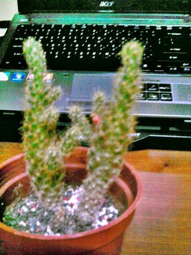 不可思議的音聲之<倒下的仙人掌又活起來> 不可思議的音聲之<倒下的仙人掌又活起來>