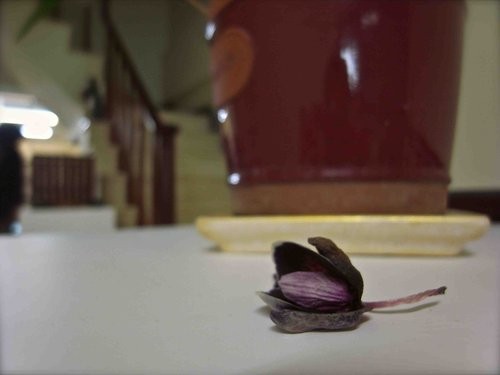 觀止學修中心誕生記要