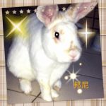 聽無住的兔子 往生自在 英譯版