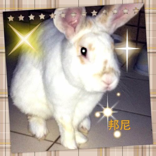 聽無住的兔子 往生自在 英譯版