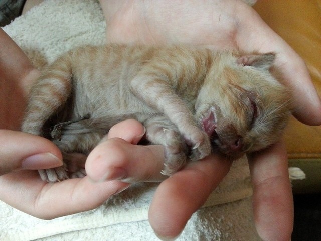 文萃 第 12 期 【信而有徵】Listened to the Impermanence CD, A Hu the Cat Passed Away with Tear 文萃 第 12 期 【信而有徵】Listened to the Impermanence CD, A Hu the Cat Passed Away with Tear