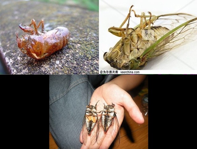 聽《元和妙音》，往生的蟬