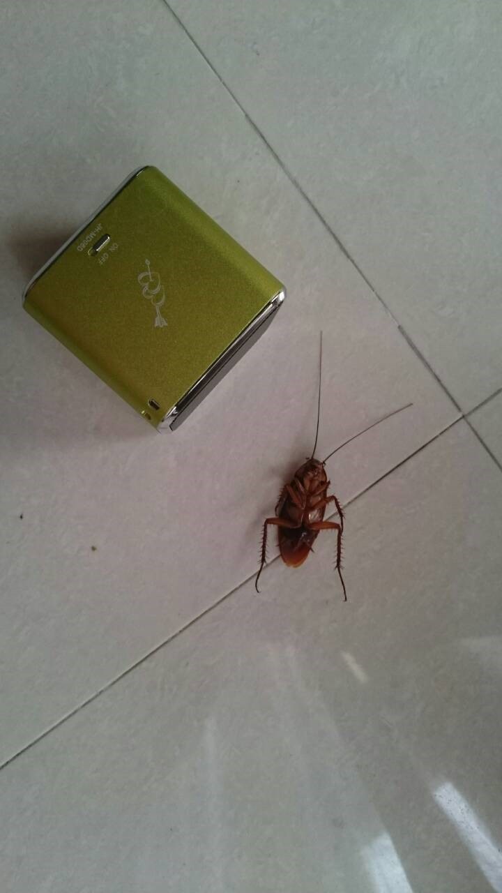 蟑螂聽《無住》往生紀實