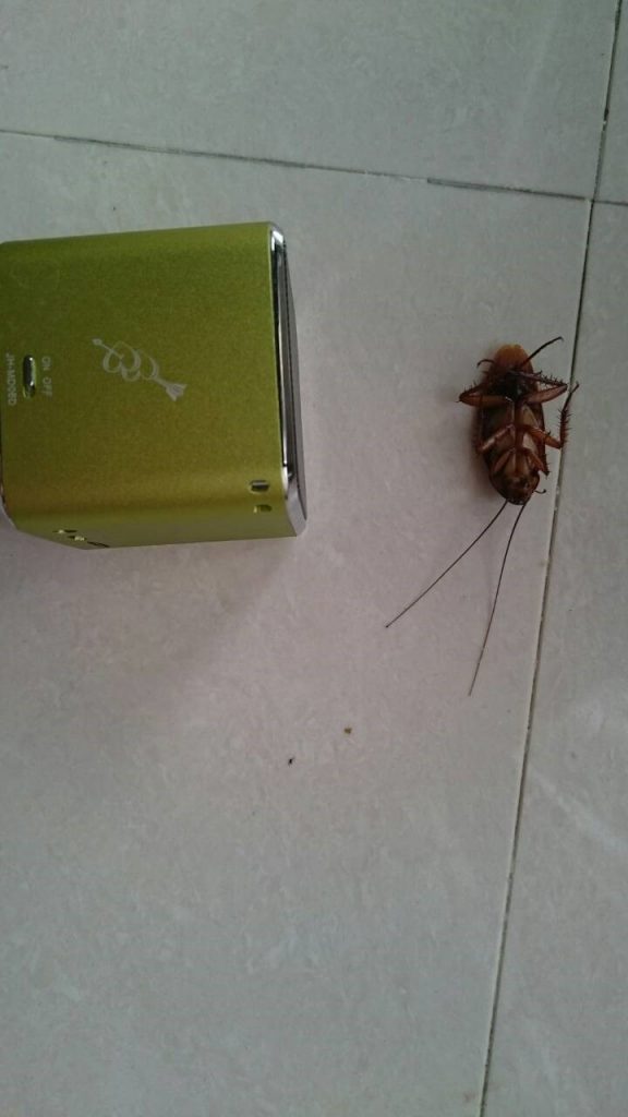 蟑螂聽《無住》往生紀實