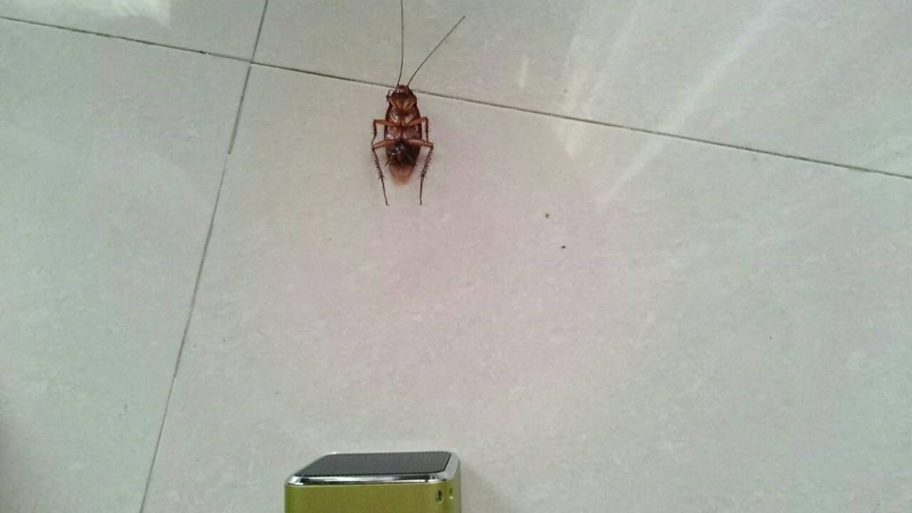 蟑螂聽《無住》往生紀實