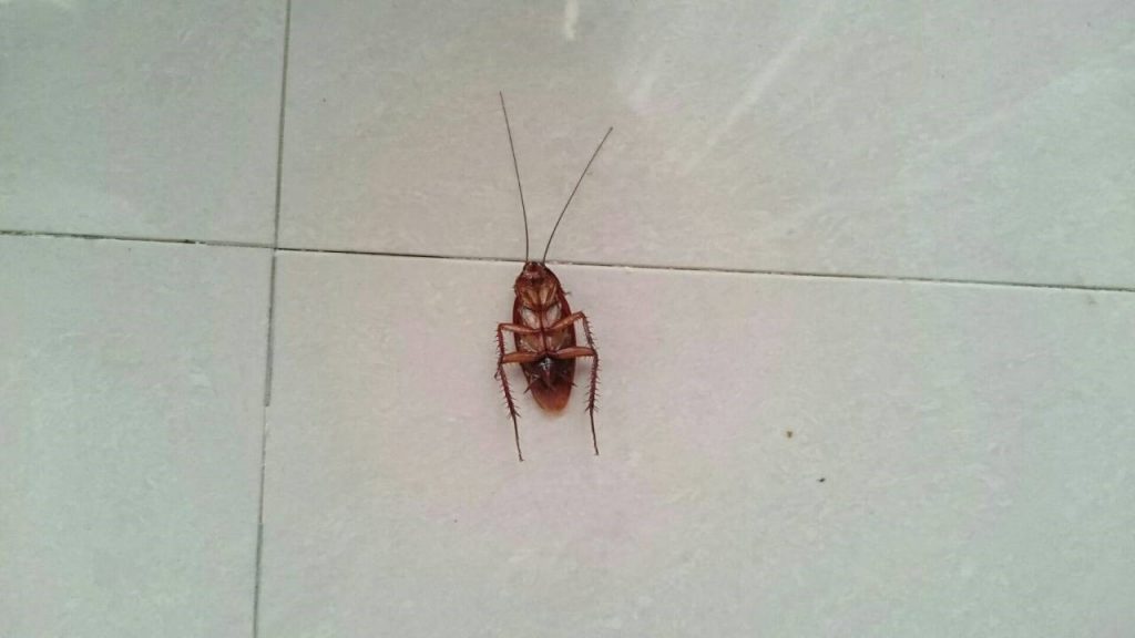 蟑螂聽《無住》往生紀實