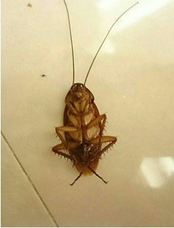 蟑螂聽《無住》往生紀實