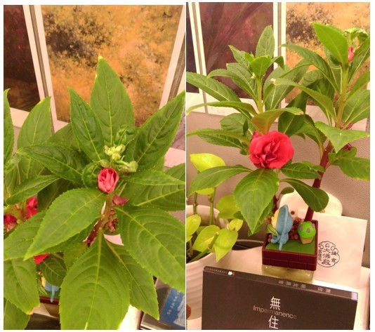 《無住》妙音不思議─植栽