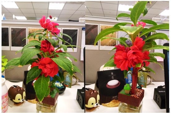 《無住》妙音不思議─植栽