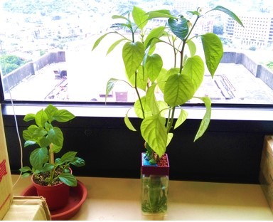 《無住》妙音不思議─植栽