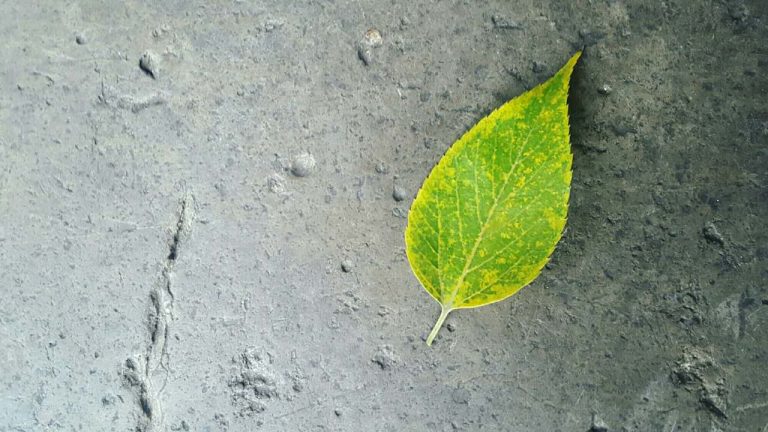 弘聖師父的教導