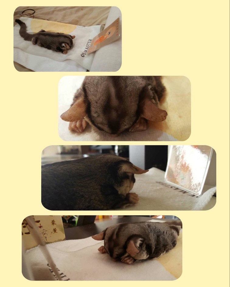 2017年第一件大喜事—拜佛往生蜜袋鼯 BOBO比