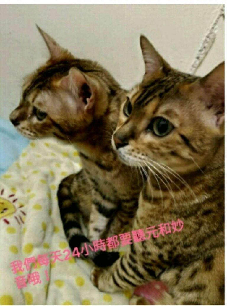 二十四小時聽《元和妙音》的貓咪 二十四小時聽《元和妙音》的貓咪