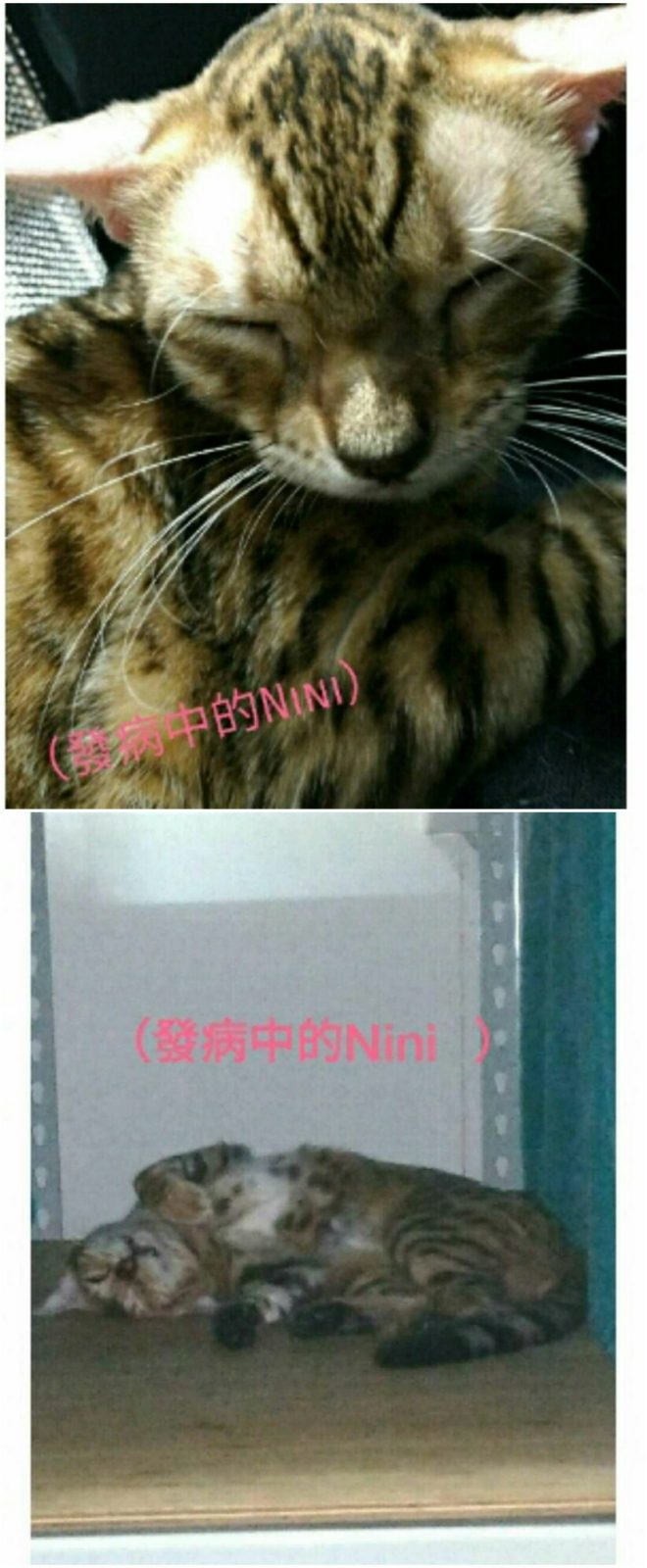 二十四小時聽《元和妙音》的貓咪--英譯版