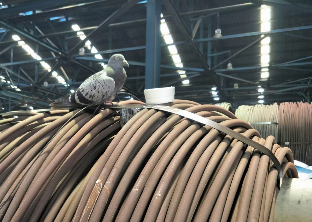 殊勝的元和妙音 殊勝的元和妙音