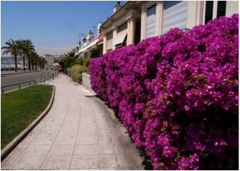 【法國行】奇霖見聞錄（5）