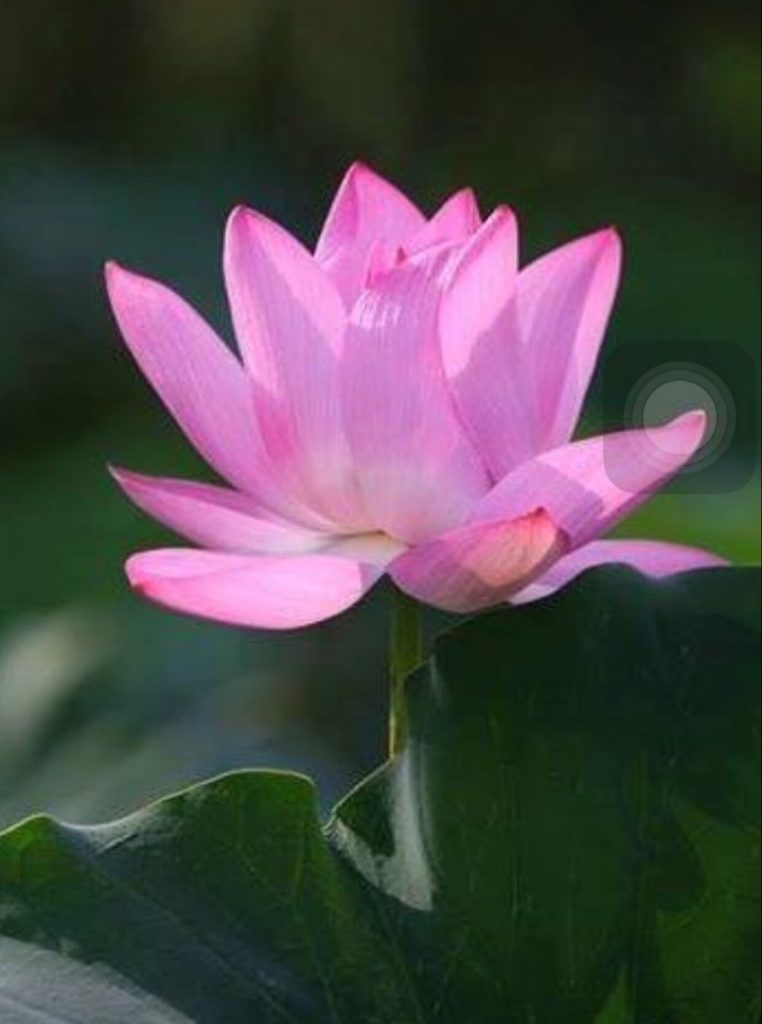 跟隨　弘聖師父上人學法之學修心得